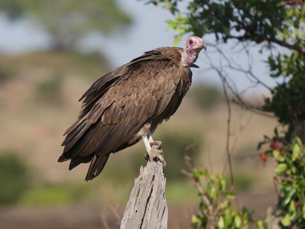 <h3><a href="/trips/tanzania/biota/animalia/chordata/aves/017 accipitriformes/004 accipitridae/necrosyrtes monachus/necrosyrtes monachus-nl.html">Necrosyrtes&nbsp;monachus</a> / Hooded&nbsp;vulture / Kapgier</h3>OM-1 Mark II met OLYMPUS M.150-400mm F4.5, 1/2000 sec  bij F4.5, ISO 320, afstand 23.8&nbsp;m